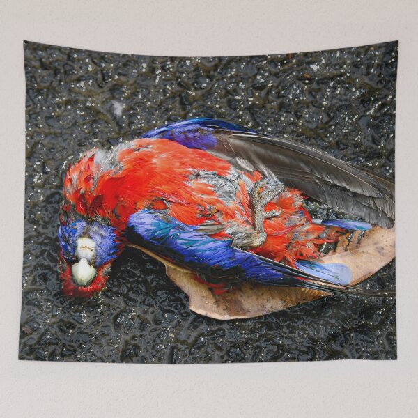Item preview, A colourful Death - Close up of dead native Australian Crimson Rosella bird that has been a victim of road-kill designed and sold by James-Cole.