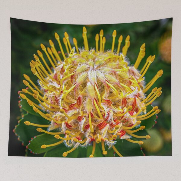 Item preview, The Protea Pincushion or Leucospermum Veldfire is an Australian native flower in vivid colour designed and sold by James-Cole.