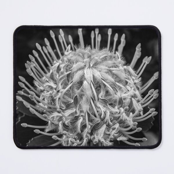 Item preview, The Leucospermum ‘Veldfire' an Australian native flower in Black and white designed and sold by James-Cole.