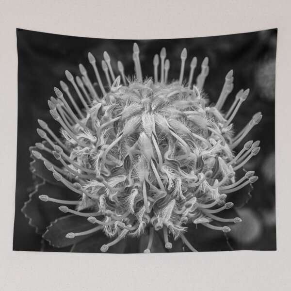 Item preview, The Leucospermum ‘Veldfire' an Australian native flower in Black and white designed and sold by James-Cole.