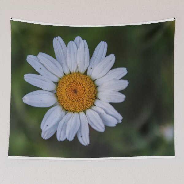 Item preview, H0063 Daisy designed and sold by photographyemd.
