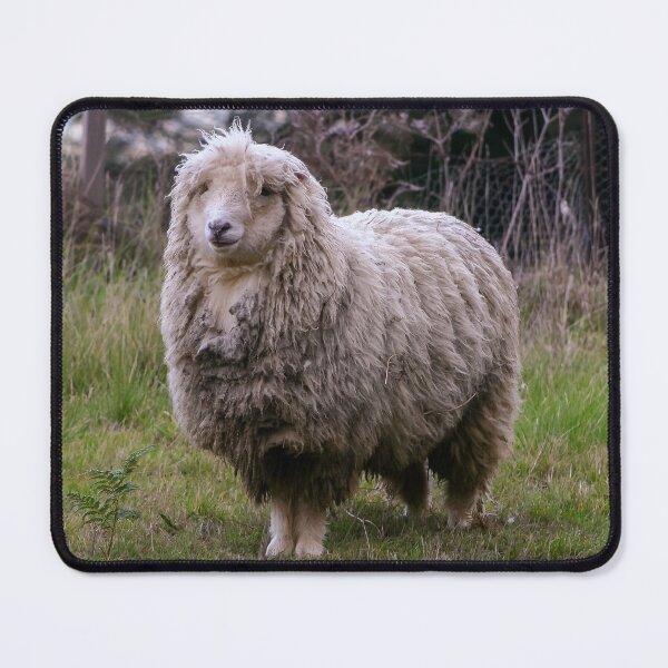 Item preview, Woolly merino sheep looking bedraggled in a cold environment designed and sold by James-Cole.