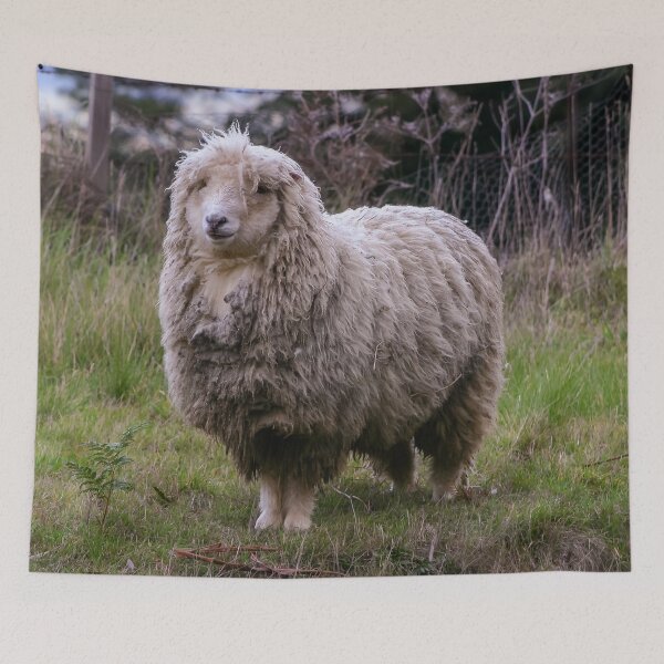 Item preview, Woolly merino sheep looking bedraggled in a cold environment designed and sold by James-Cole.