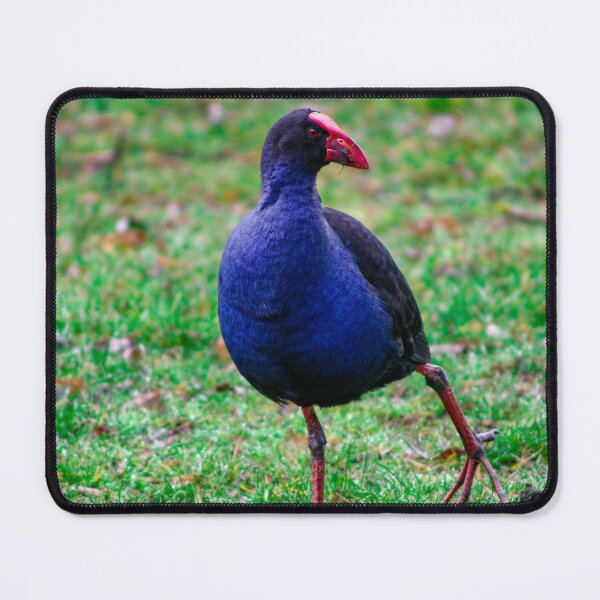 Item preview, Australian Purple Swamphen strutting around looking for food - Porphyrio porphyrio designed and sold by James-Cole.
