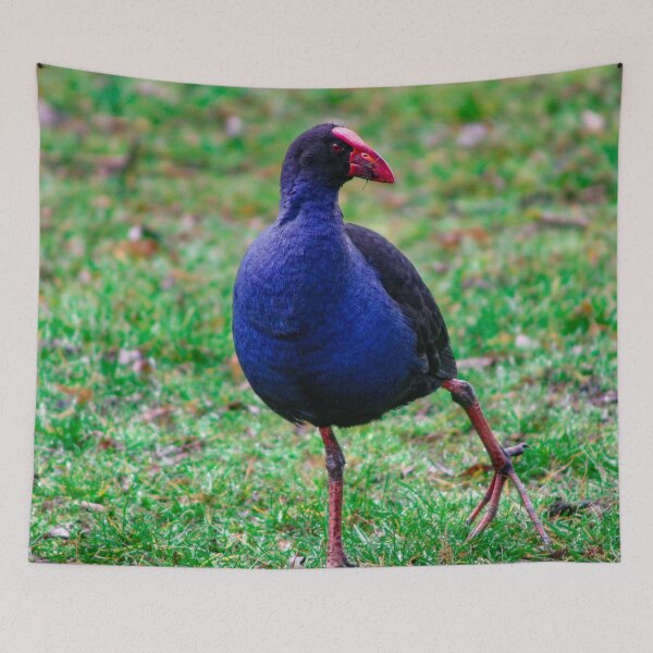 Item preview, Australian Purple Swamphen strutting around looking for food - Porphyrio porphyrio designed and sold by James-Cole.