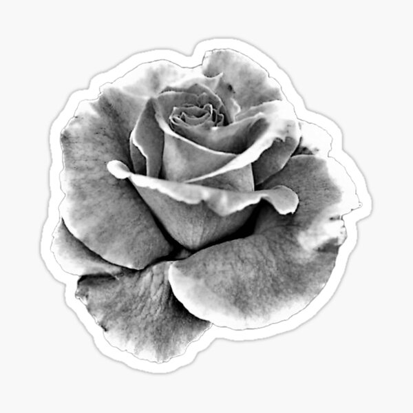 BLACK ROSE | Floral Art~Design (Black and White) Sticker