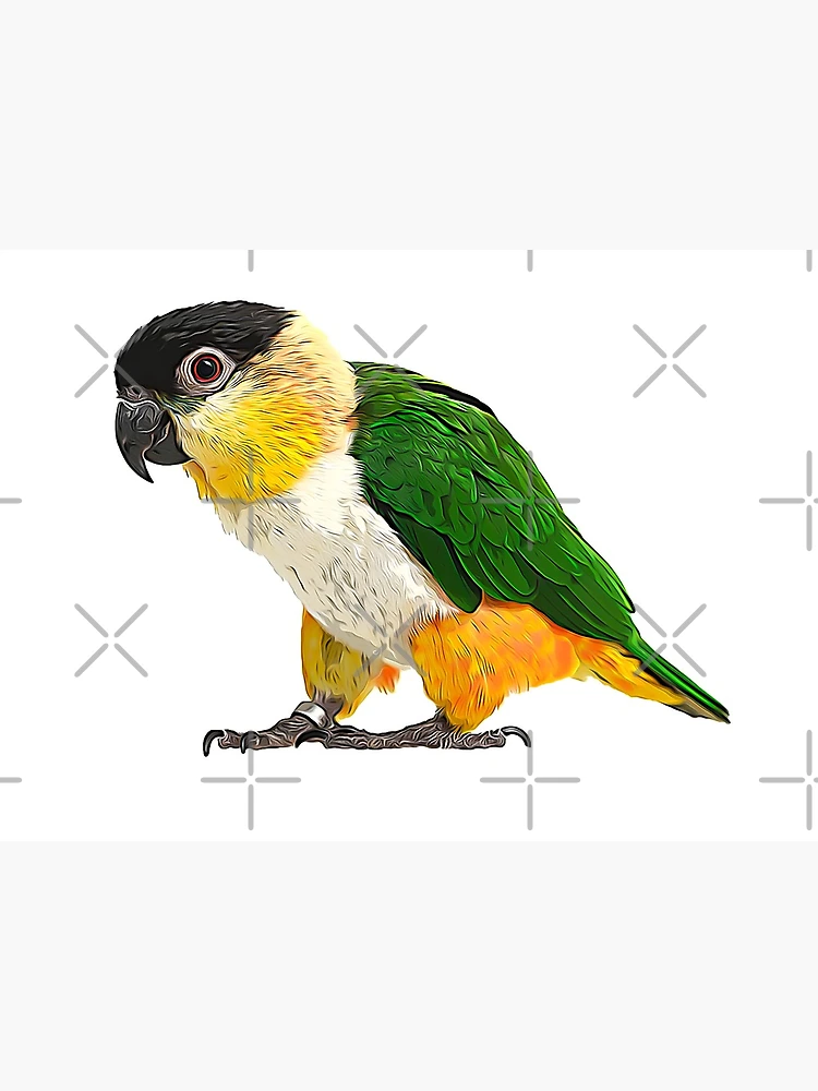 Needle felted parrot Black-Headed Caique 1/1 scale, Black-headed Caique,woolen sculpture,bird art figurine,Black-headed high quality Parrot,caique parrot