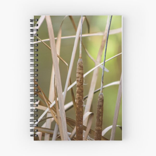 Item preview, Close up of Dry reeds in the wetlands designed and sold by James-Cole.