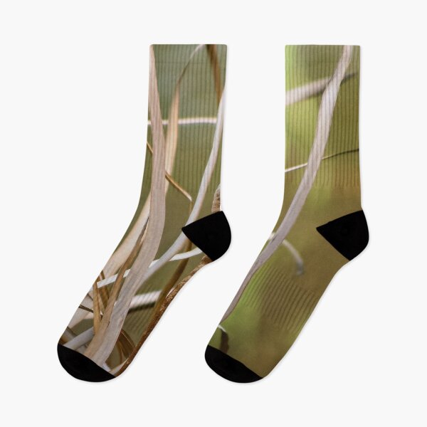 Item preview, Close up of Dry reeds in the wetlands designed and sold by James-Cole.