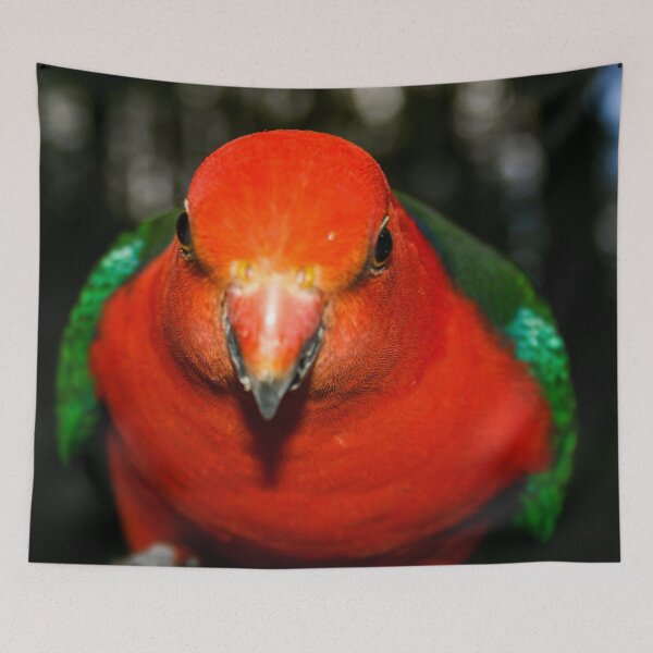 Item preview, A brightly coloured red and grey King Parrot bird leaning into the camera lens designed and sold by James-Cole.