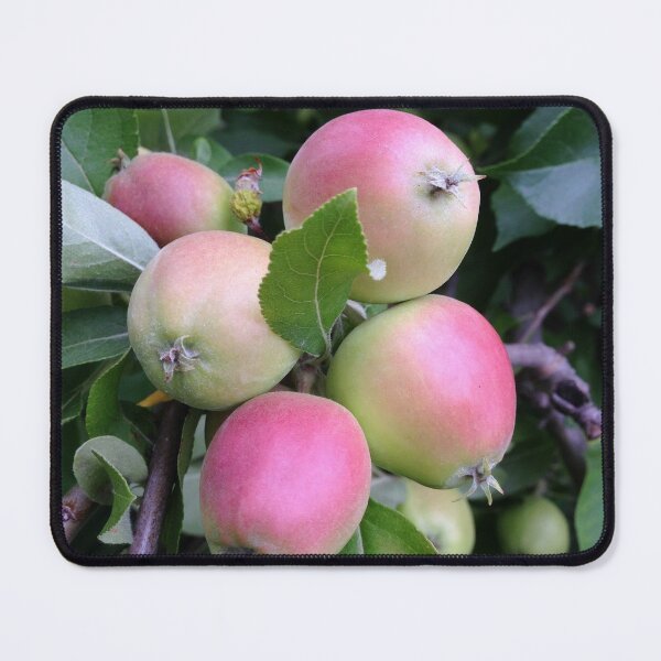 Item preview, Apples designed and sold by agnessa38.