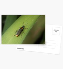 Soldier beetle Postcards