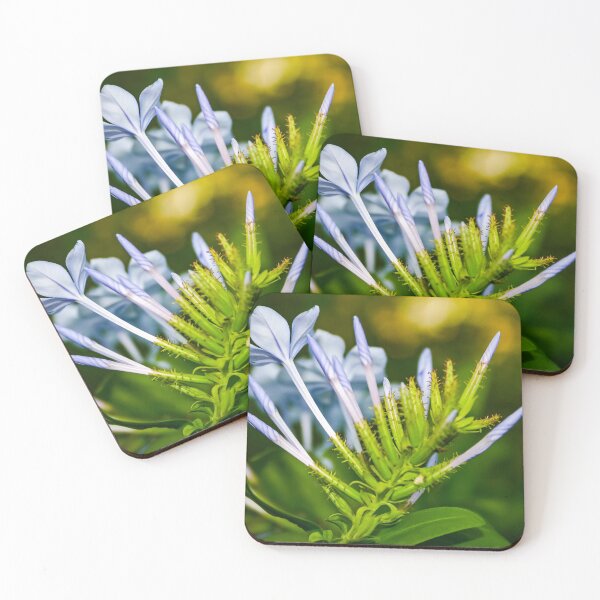 Item preview, Blue flowered agapanthus plant coming to life in spring designed and sold by James-Cole.