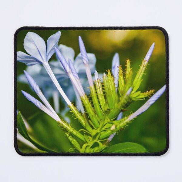 Item preview, Blue flowered agapanthus plant coming to life in spring designed and sold by James-Cole.