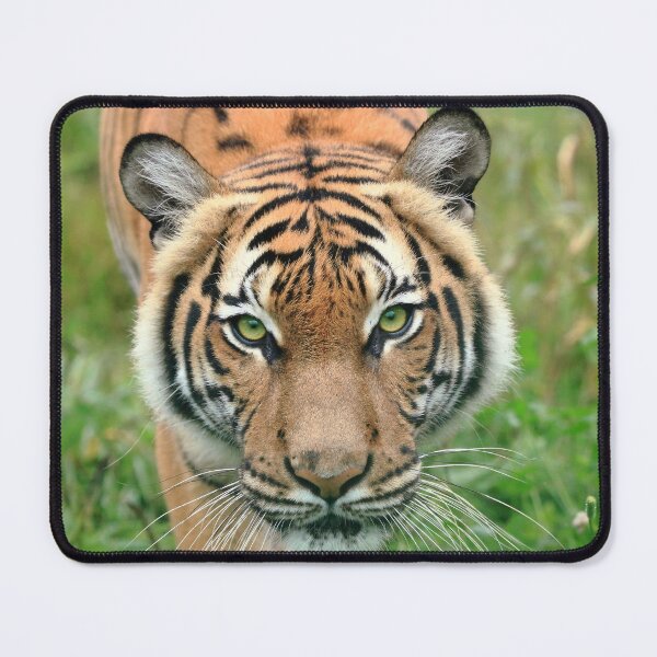 Item preview, Stalking Tigress designed and sold by TVD-Photography.