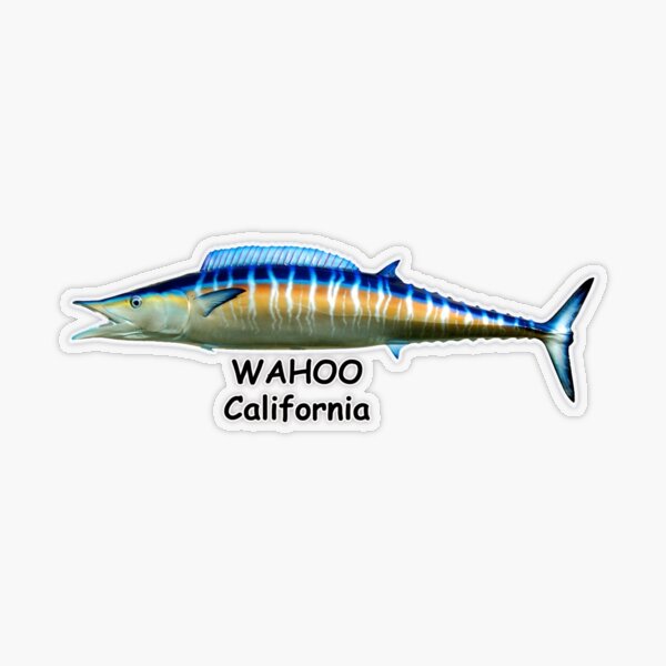 Blue Watercolor Fish Wahoo Fish Painting Wahoo Fish Mount 