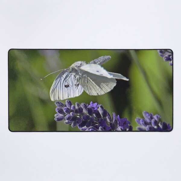 Item preview, Love Papillons - Butterfly 20 (h) Okaio Création Panasonic fz 1000 510.000 photos 2016 designed and sold by o.okaïo.