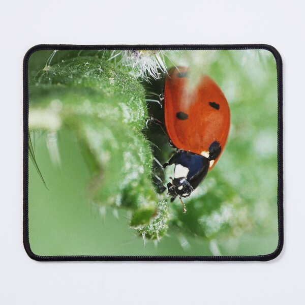 Item preview, the Star :(6) coccinelle-ladybug by Olao-Olavia / Okaio Créations 2015 by fz 1000  400.000 photos  framings different picture on request on each support designed and sold by o.okaïo.