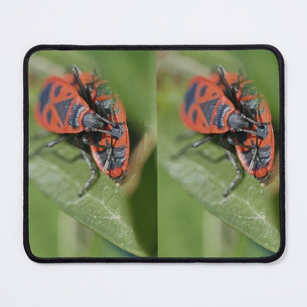 Item preview, insect "red gendarmes" (1) by Olao-Olavia / Okaio Créations 2015 by fz 1000  400.000 photos  framings different picture on request on each support designed and sold by o.okaïo.