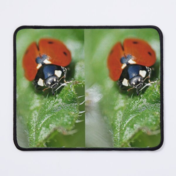 Item preview, the Star :(3) coccinelle-ladybug by Olao-Olavia / Okaio Créations 2015 by fz 1000  400.000 photos  framings different picture on request on each support designed and sold by o.okaïo.