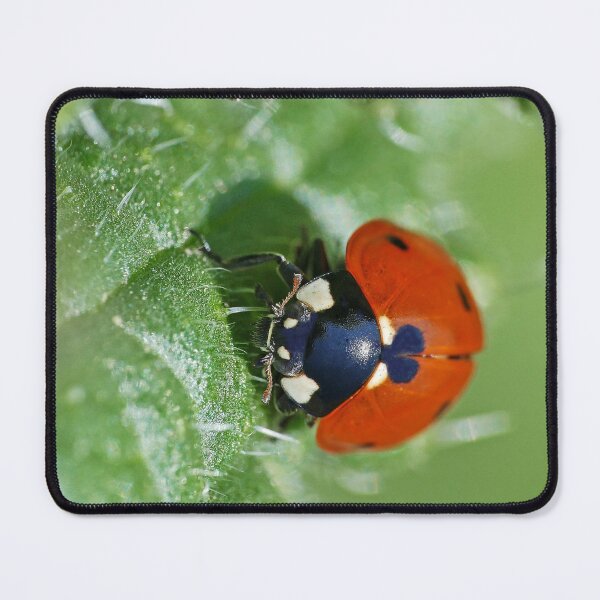 Item preview, the Star :(4) coccinelle-ladybug by Olao-Olavia / Okaio Créations 2015 by fz 1000 400.000 photos framings different picture on request on each support designed and sold by o.okaïo.