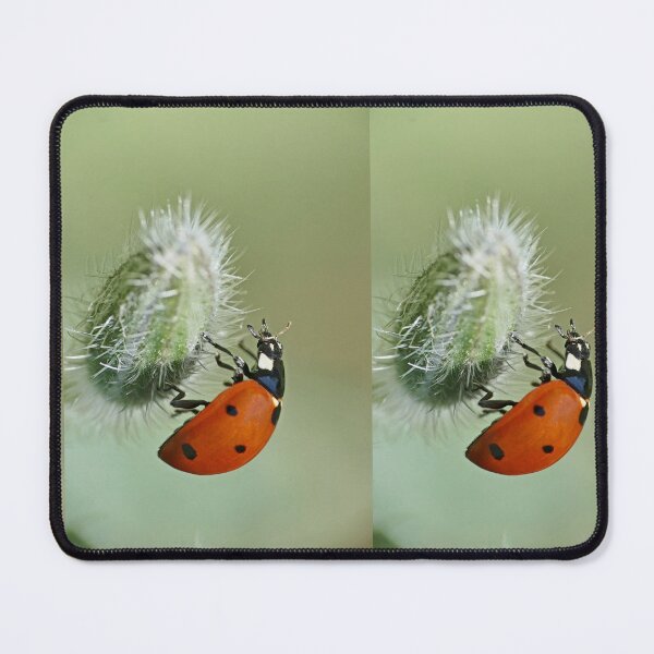 Item preview, the Star : (5) coccinelle-ladybug by Olao-Olavia / Okaio Créations 2015 by fz 1000 400.000 photos framings different picture on request on each support designed and sold by o.okaïo.