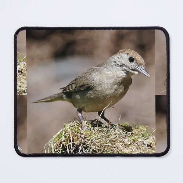 Item preview, 2 fauvette bird warbler Okaio 2015 fz 1000 on my page choose your photo https://www.facebook.com/Panasonic-fz-1000-with-400000-Photos-its-done-et-fz-200-by-Olao-Olavia-1440346182910150/ designed and sold by o.okaïo.