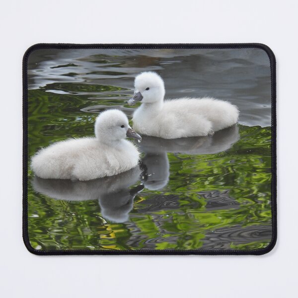 Item preview, Two lovely cygnets designed and sold by Anita van Gendt.
