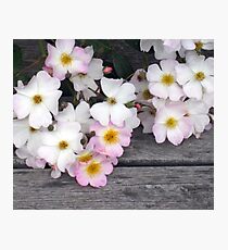 Wild Rose Photographic Print