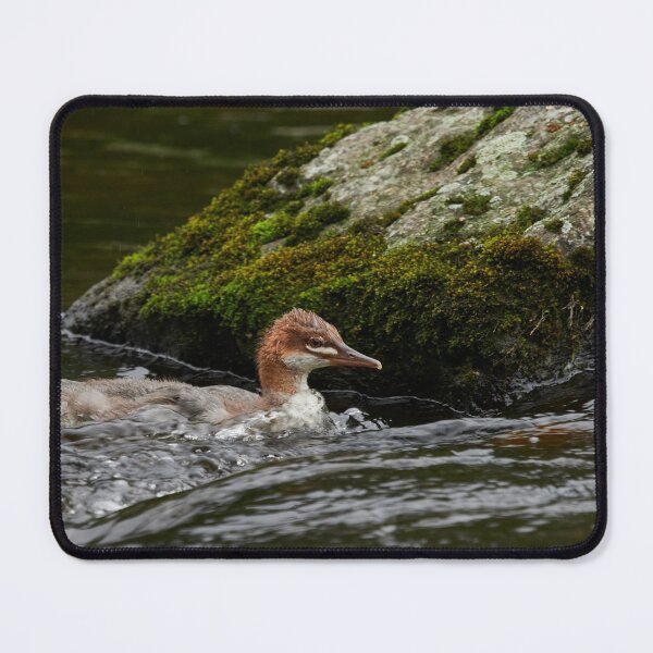 Item preview, Against the stream. Young Common merganser designed and sold by Jouko Lehto Photography.