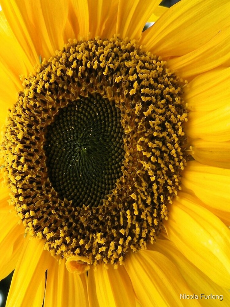 SUNFLOWER SEEDS AND PETALS by nicolafurlong