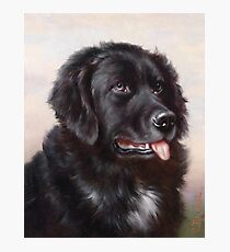 Newfoundland Dog Portrait Photographic Print