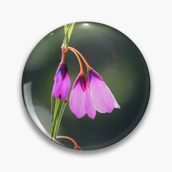 Item preview, Australian Black Eyed Susan designed and sold by Cloudlingpics.