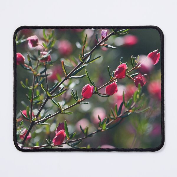 Item preview, Boronia Beauty #2 designed and sold by Cloudlingpics.