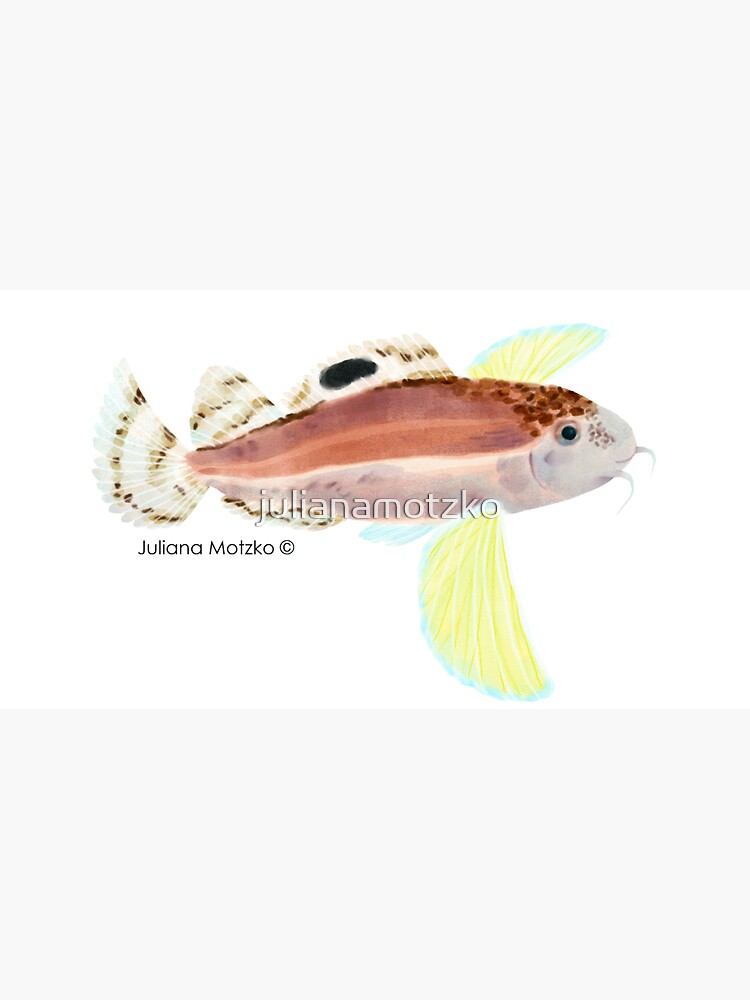 Ocellated Waspfish by julianamotzko