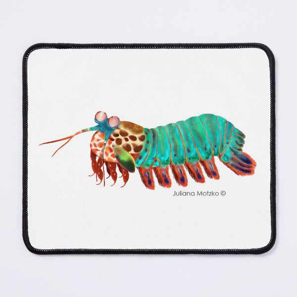 Item preview, Mantis Shrimp designed and sold by julianamotzko.