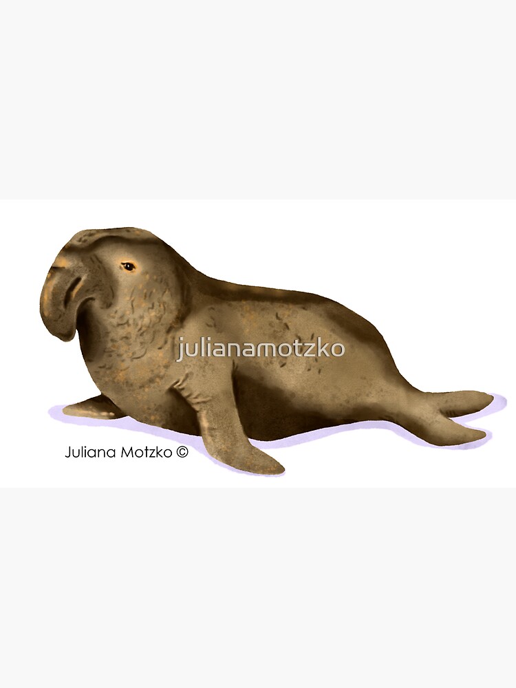 Elephant Seal by julianamotzko