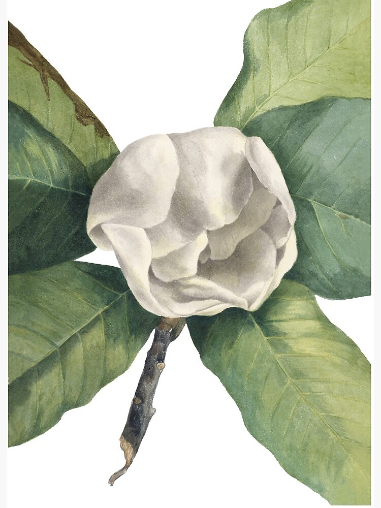 Lámina rígida «Ilustración de flor de magnolia blanca vintage» de JoyforU |  Redbubble