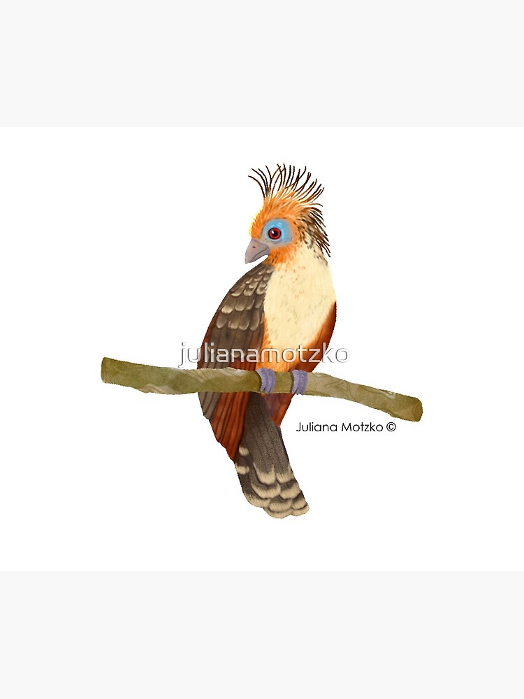 Hoatzin Bird by julianamotzko