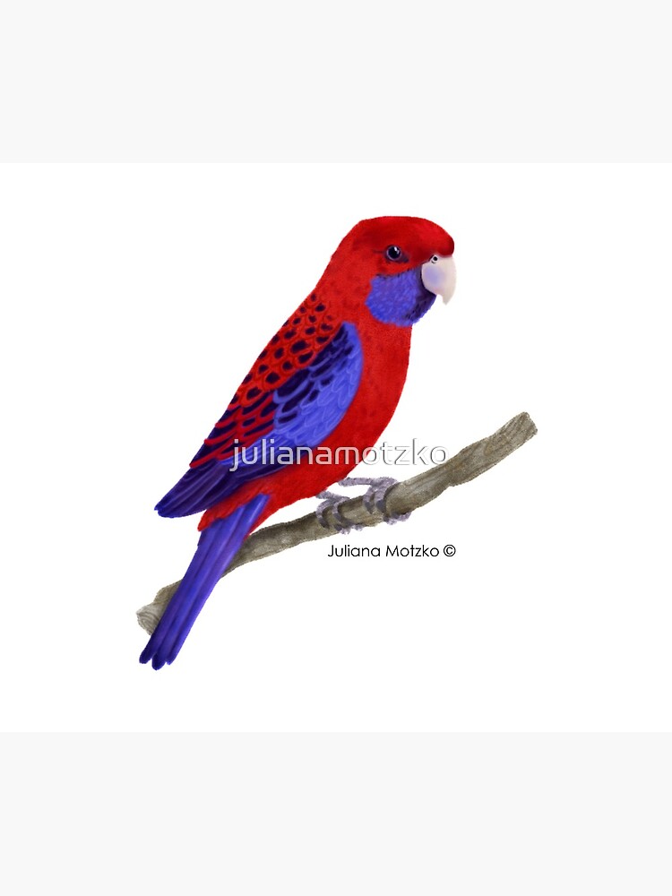 Crimson Rosella Bird by julianamotzko