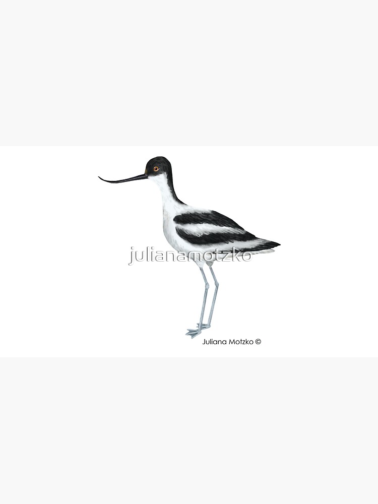 Avocet by julianamotzko