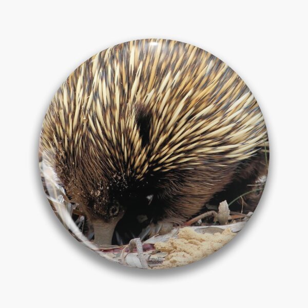 Item preview, Wild Short-beaked Echidna digging for ants, South Australia designed and sold by NanaRusty.