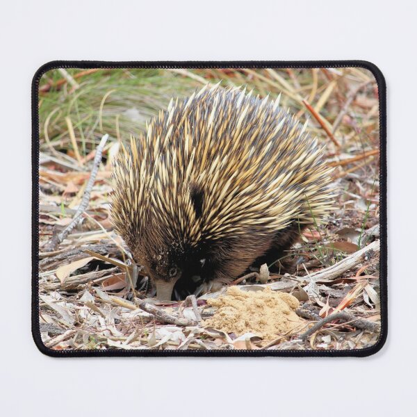 Item preview, Wild Short-beaked Echidna digging for ants, South Australia designed and sold by NanaRusty.