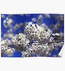 Cherry Tree Blossoms Poster