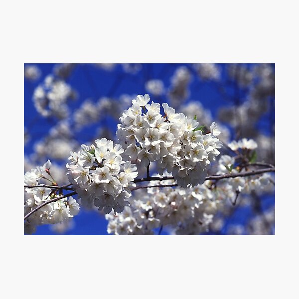Item preview, Cherry Tree Blossoms designed and sold by BravuraMedia.