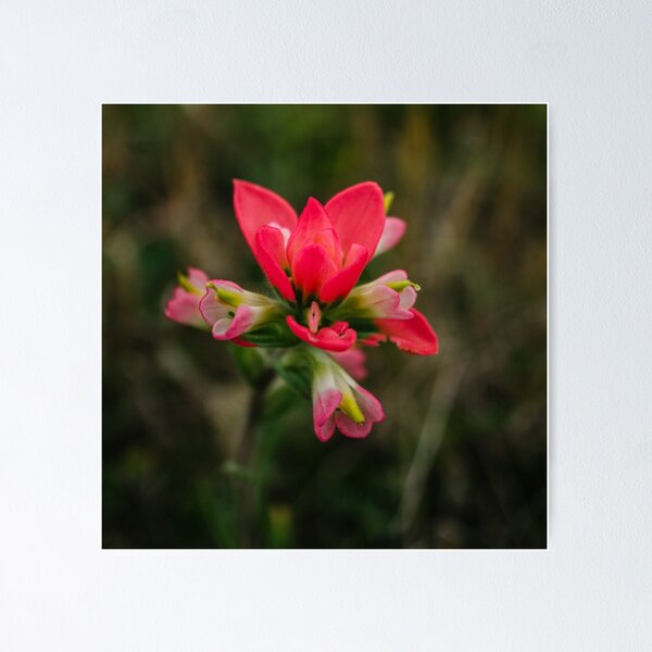 Item preview, Indian Paintbrush designed and sold by Chee Sim.