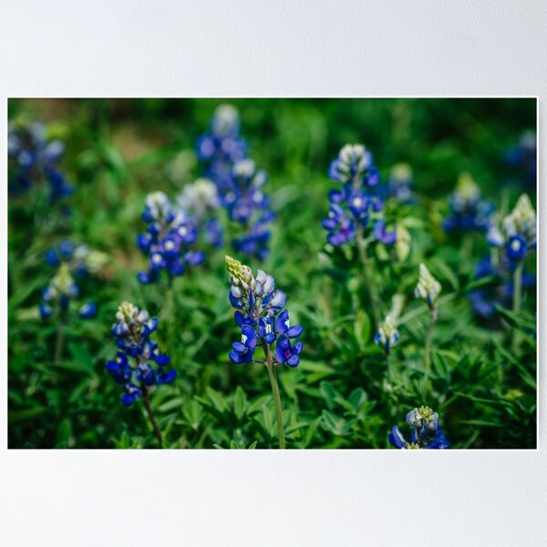 Aperçu de l'œuvre Bluebonnets créée et vendue par Chee Sim.
