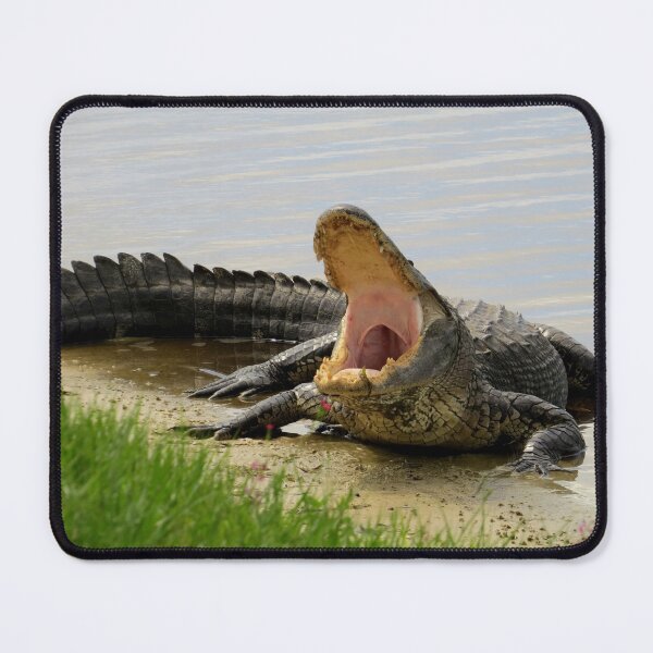 Item preview, Alligator. Boring and yawning designed and sold by Zina Stromberg.