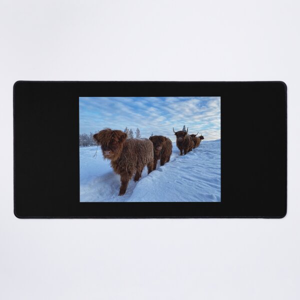Item preview, Scottish Highland Cattle Calves and Cows in snow 2720 designed and sold by SaarelaHighland.
