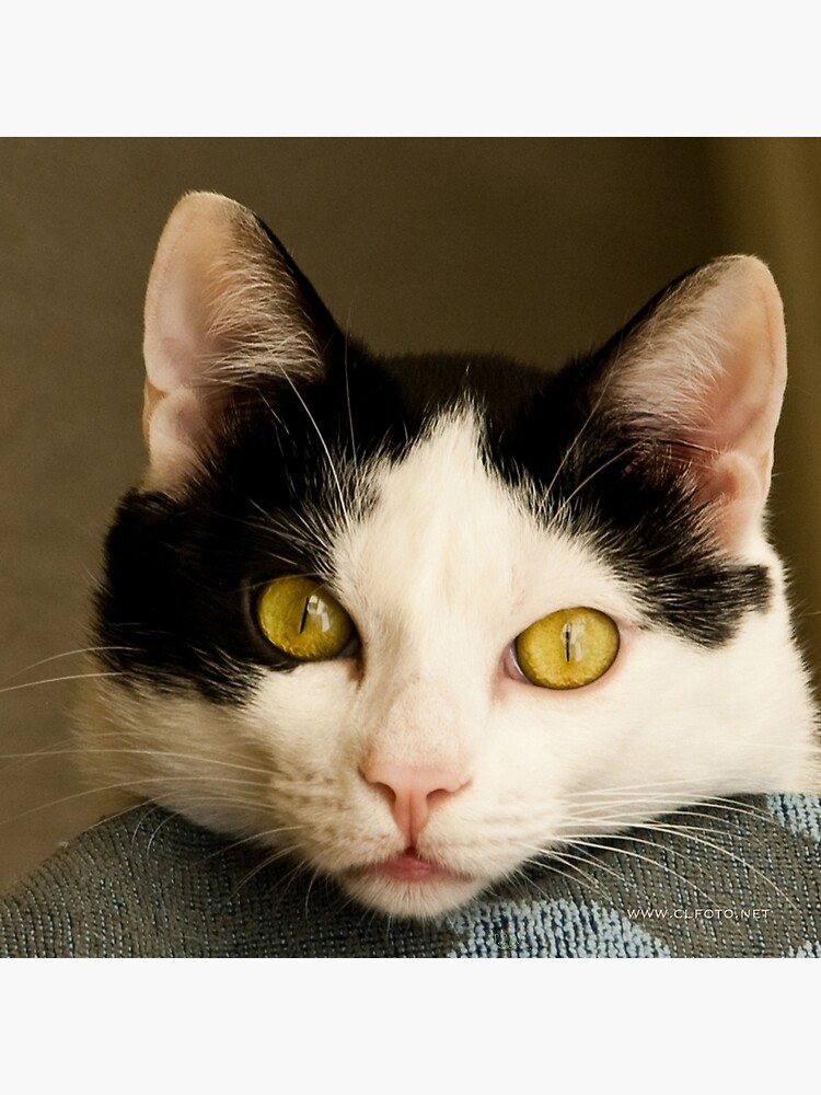 Cat eyes by leemcintyre